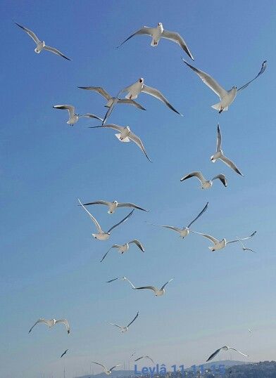 Martilar Ozgurluk Bulamadi Marti Dusurdugu Mektubu Birds Art Animals