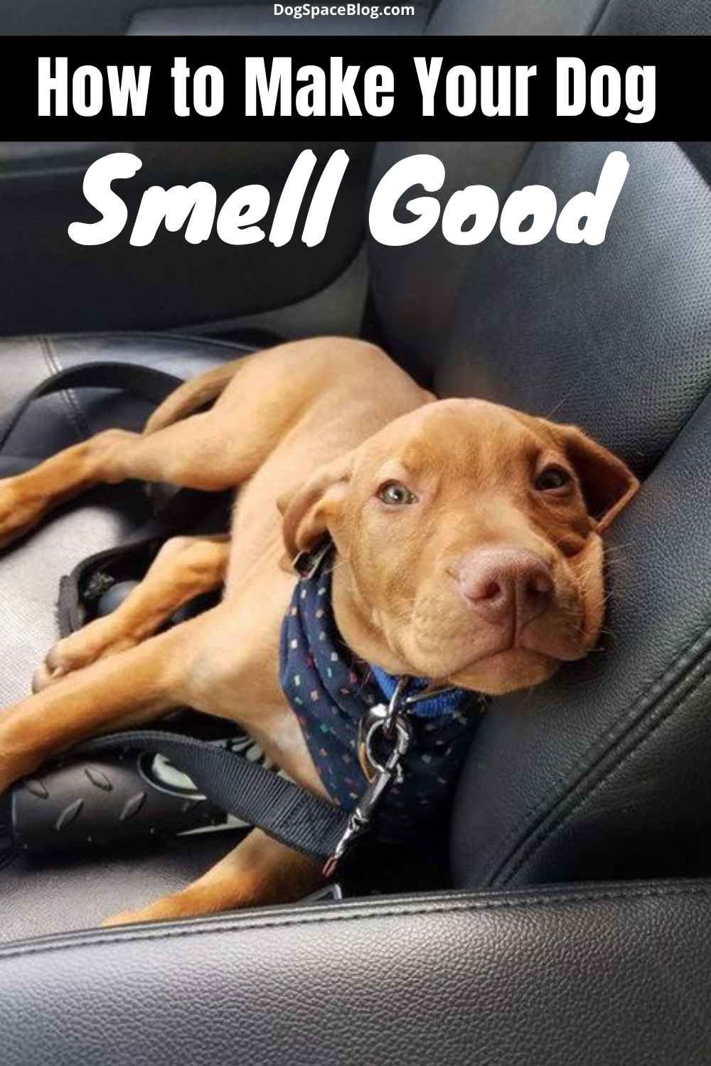 Here’s How to Make Your Dog Smell Good | DogSpaceBlog | Dog smells