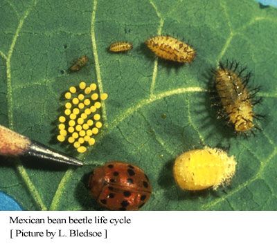 biscuit beetle life cycle biscuit beetle life cycle