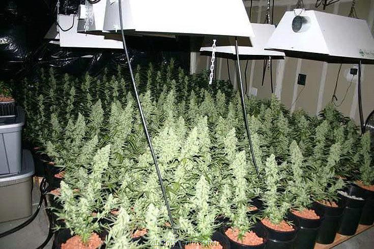 Indoor grow-op Marijuana Pinterest Cannabis - chambre de culture cannabis interieur Indoor grow-op Marijuana Pinterest Cannabis - chambre de culture cannabis interieur