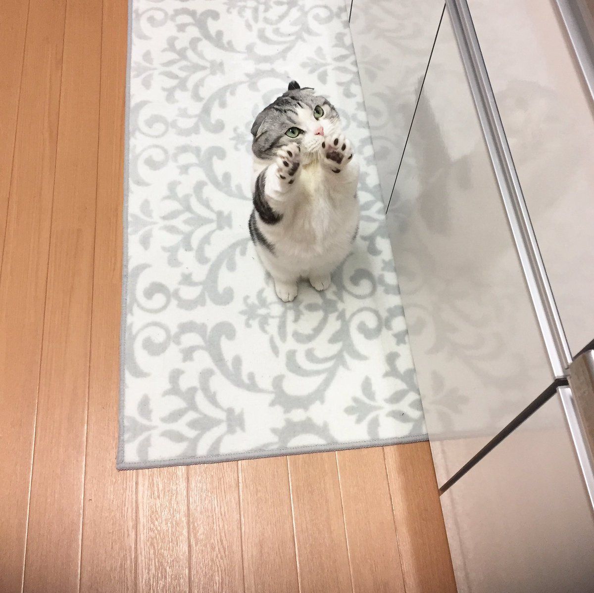 Cat Annoyed マンチカン アニマルプラネット 子猫 Cat Annoyed マンチカン アニマルプラネット 子猫