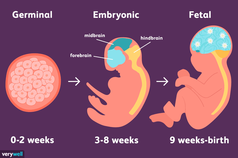 Germinal Period Google Da Ara Prenatal Development Prenatal Baby Development