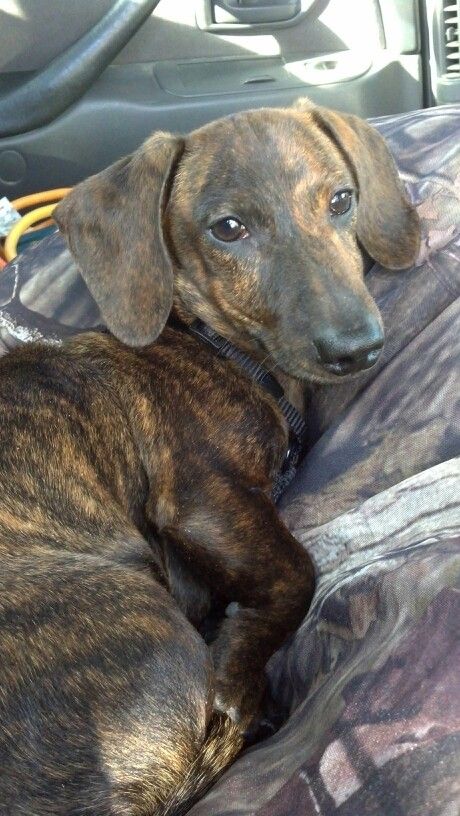 Baby P J Brindle Dachshund Baby Dogs Dachshund Love Funny