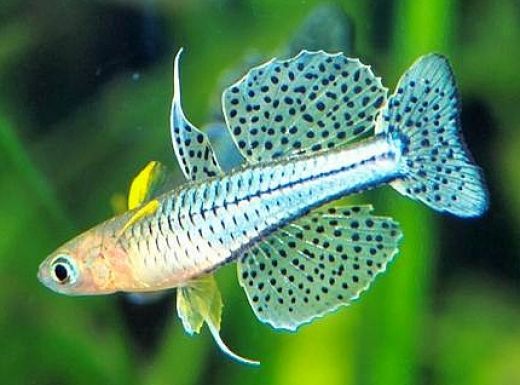 15 Idees De Poisson Aquarium Eau Douce Poisson Aquarium Eau Douce Aquarium Aquarium Poisson 15 Idees De Poisson Aquarium Eau Douce Poisson Aquarium Eau Douce Aquarium Aquarium Poisson