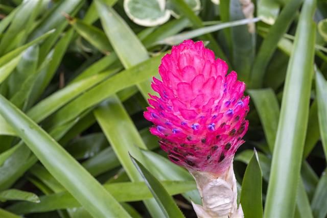 How to propagate bromeliad pups