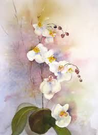 Phalaenopsis Orchid By John Manning Orchidee Phalaenopsis