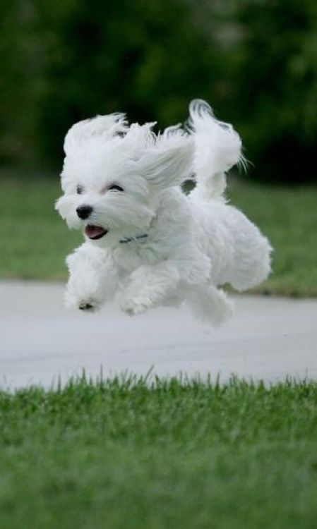 Cute Dog Beautiful Dogs Nice Dogs Dog Games Wonderful Dogs