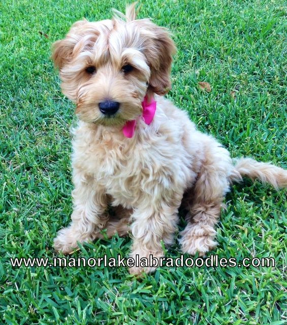 Maggie Looks So Pretty With Her Beautiful Pink Bow Manorlake