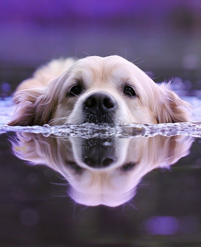 Everything we humans have felt during the past few months, dogs have felt too. The lockdown, the new routines, the blazing heat… it’s all strange and unfamiliar. But at least we, as humans, can achieve some level of understanding; for our pets, this period can be confusing and unsettling (and a bit exciting too!). Here’s how to keep your pup happy and healthy in the coming months: Prager Rattler, Tiny Dog Breeds, Animal Magazines, Dog Swimming, Education Canine, Cat Travel, Dog Care Tips, Animal Wallpaper, Bath