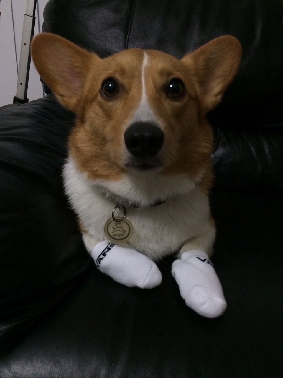 My feets are cold Pembroke Welsh Corgi Puppies, Corgi Puppy, Corgi ...