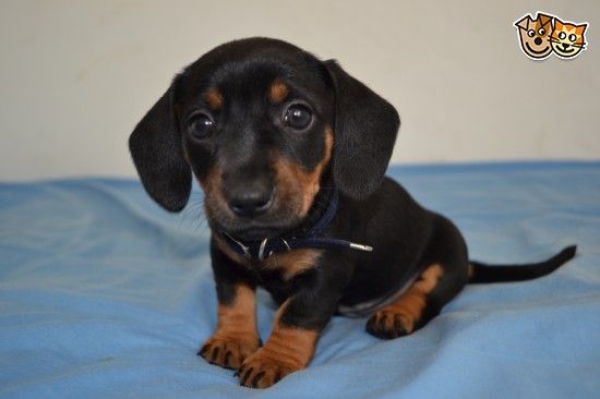 Miniature Dachshund Puppies Sheerness Kent Pets4homes