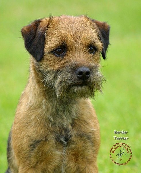 Border Terrier 9m037d 15 Jpg Border Terrier Puppy