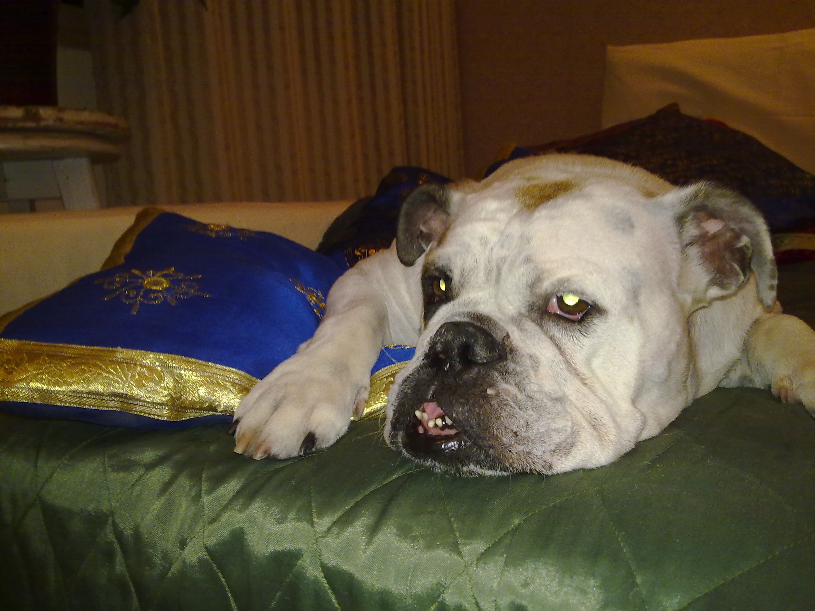 Layla And The Pillow