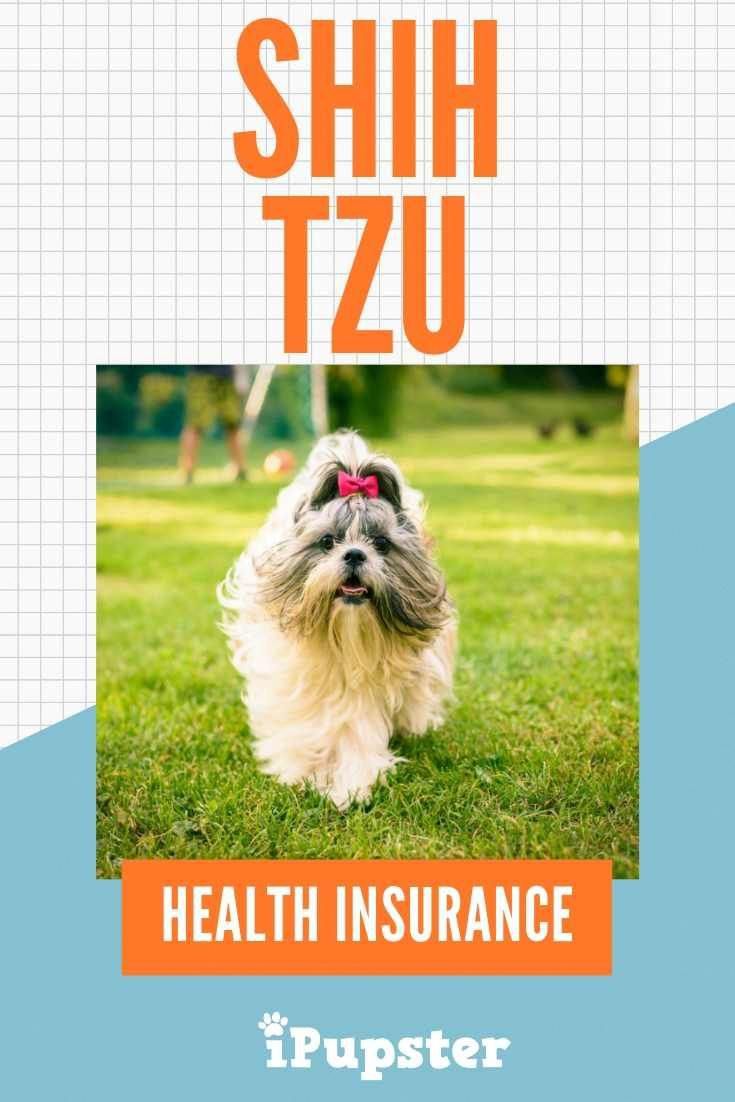 Exploring the Best Shih Tzu Pet Insurance Options