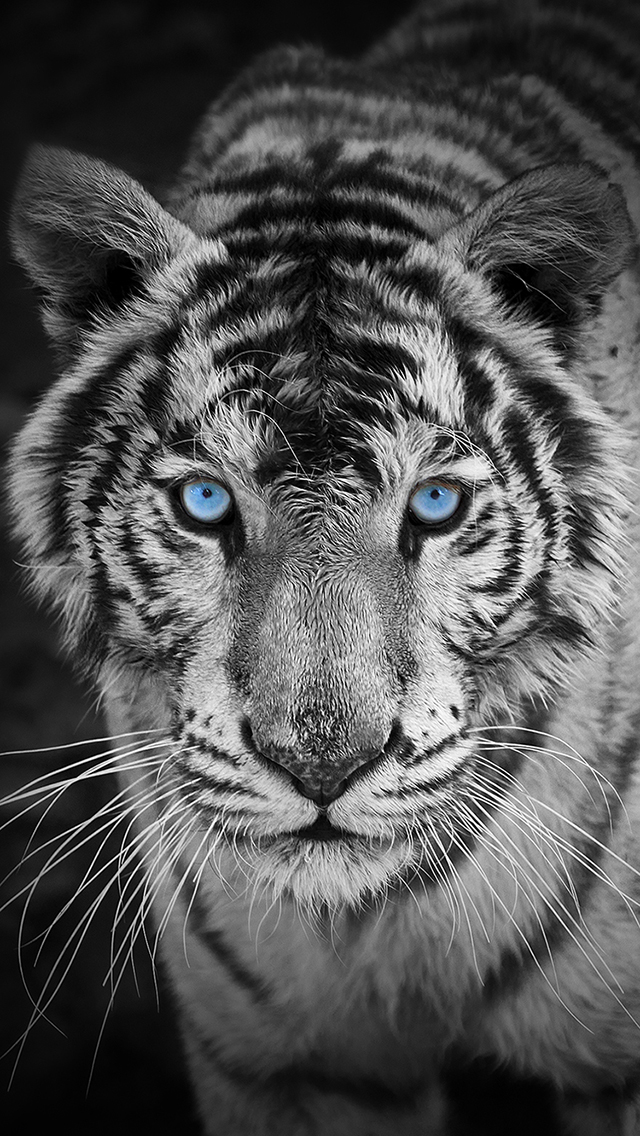 Background Iphone 美しい動物 動物 野生動物 Background Iphone 美しい動物 動物 野生動物
