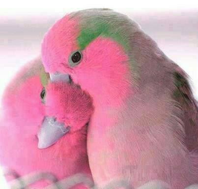 True Love Is Life With Images Beautiful Birds Birds Pretty Birds