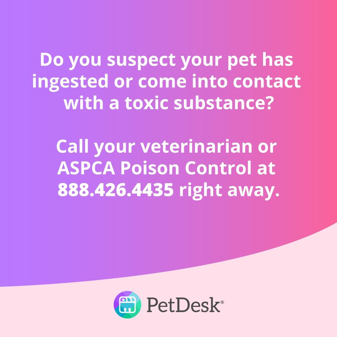 PET POISON HELPLINE RESOURCES Pet Poison Veterinary Hospital Veterinary pet-poison-helpline-resources-pet-poison-veterinary-hospital-veterinary
