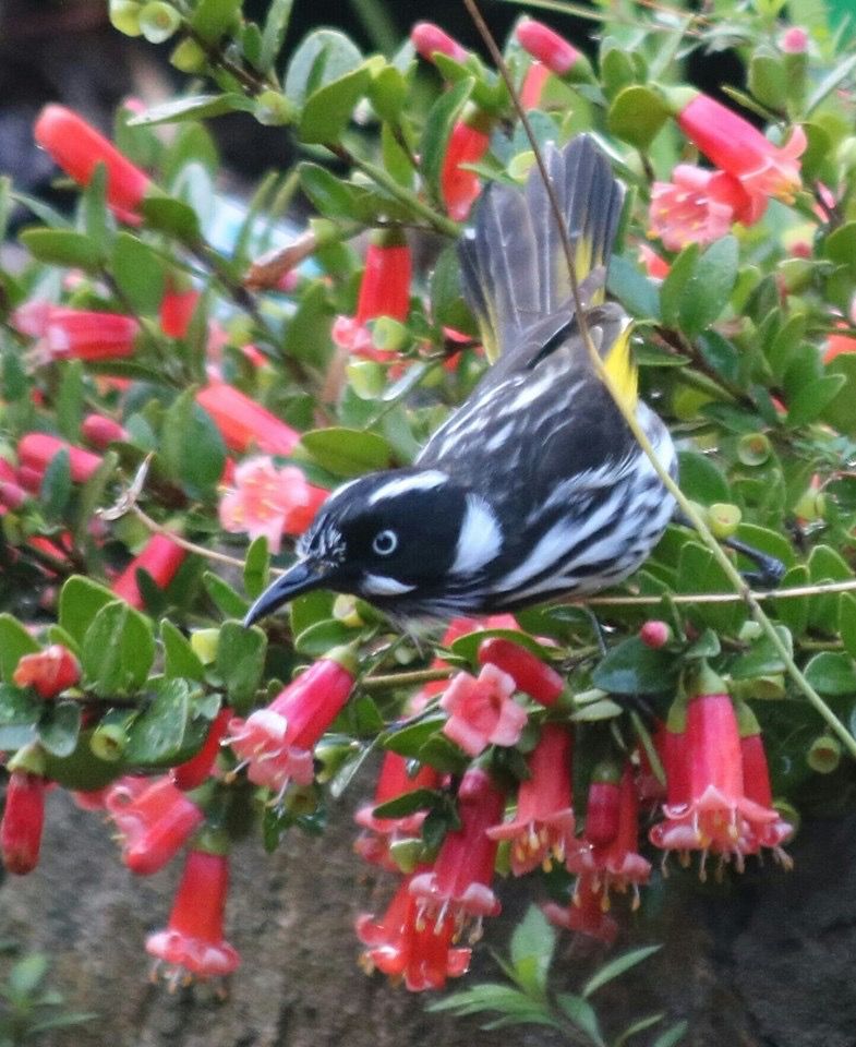 North Holland Honey Eater in Correa bush North Holland, Australian Birds, Song Bird, Eater