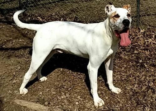9 8 17 Stone American Bulldog Great Dane Young Male