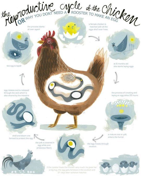 Can Chickens Lay Eggs Without A Rooster Pampered Chicken Mama Raising Backyard Chickens Chickens Raising Backyard Chickens Chickens Backyard