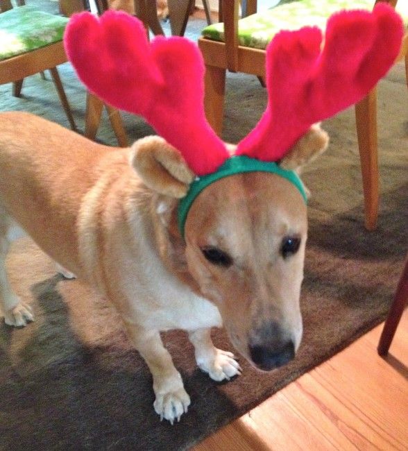 Brewster Labrador Retriever Basset Hound Mix 4 Years Male Say