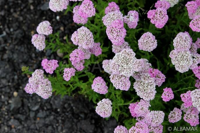 Krwawnik pospolity 'Apple Blossom' Achillea millefolium Achillea Millefolium, Apple, Vegetables, Fruit, Plants, Apple Fruit, Vegetable Recipes, Plant, Apples