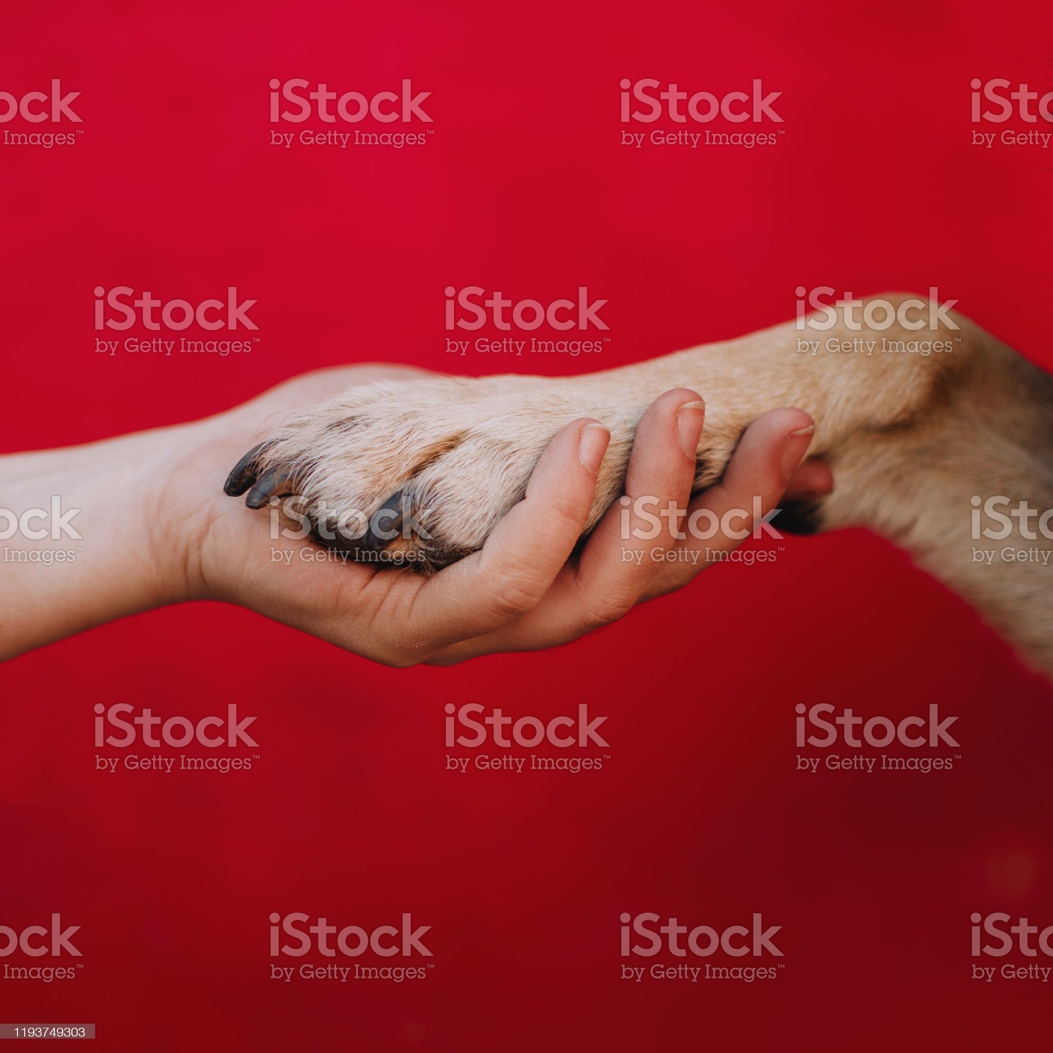 owner holding dog paw in hand on red background - Стоковые фото Собака роялти-фри Dog Paws, Red Background, Dogs, Pet Dogs, Doggies