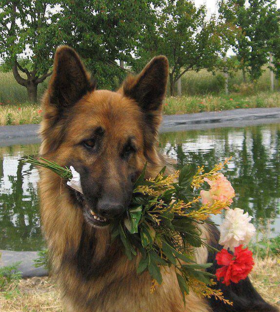Cartes Postales Chiens 5 Beautiful Dogs Dogs Dog Cat Cartes Postales Chiens 5 Beautiful Dogs Dogs Dog Cat