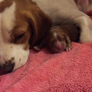 18 Newborn Puppies Ready To Take On The World Newborn Puppies Puppies Gorgeous Pets 18 Newborn Puppies Ready To Take On The World Newborn Puppies Puppies Gorgeous Pets