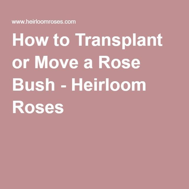 When is the best time to transplant rose bushes