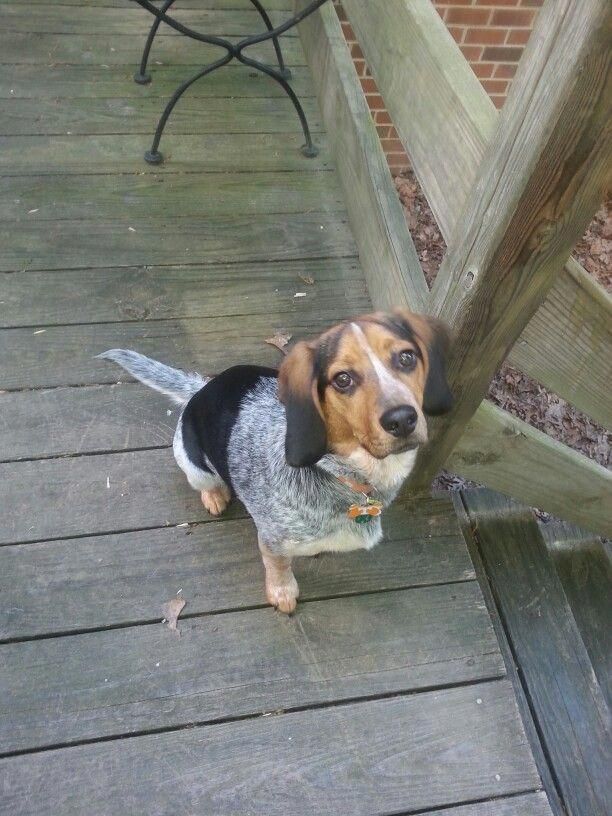 Blue Tick Beagle Our Smokey Bluetickbeagle Beagle Dogs