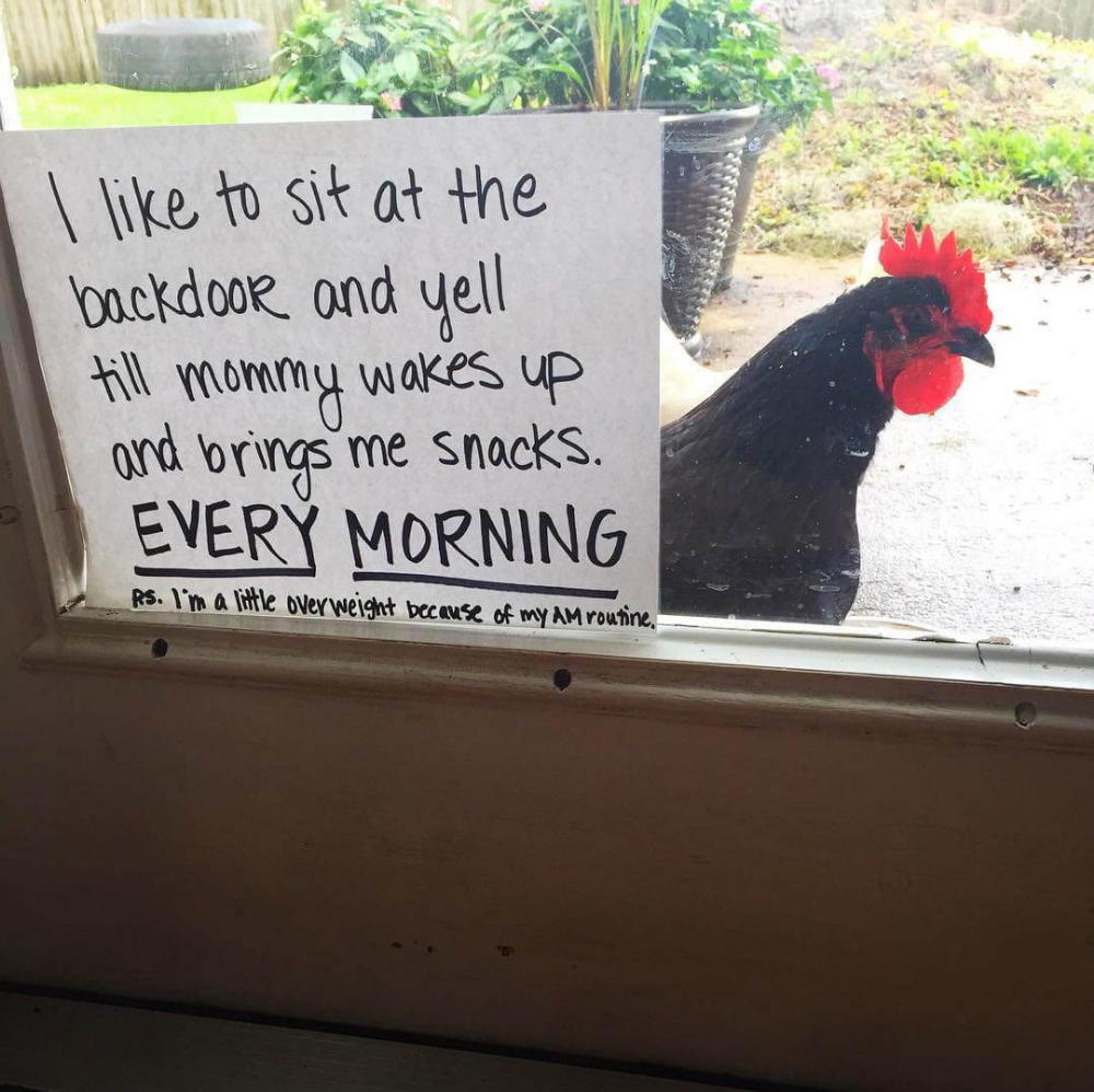What Did The Chicken Do Chicken Shaming At Its Best Chicken