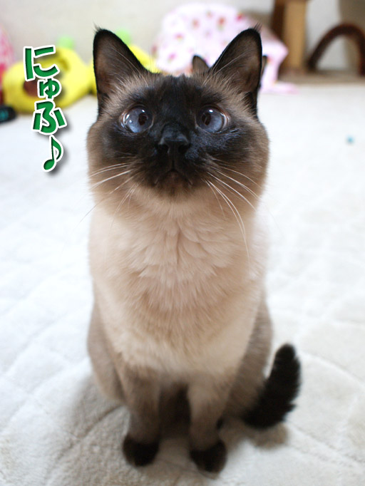 シャム猫えきさいてぃんぐきゃっつ シャム猫可愛い 楽しい シャム猫おもしろ画像日記 シャム猫 猫 ブログ おもしろ画像 シャム猫えきさいてぃんぐきゃっつ シャム猫可愛い 楽しい シャム猫おもしろ画像日記 シャム猫 猫 ブログ おもしろ画像