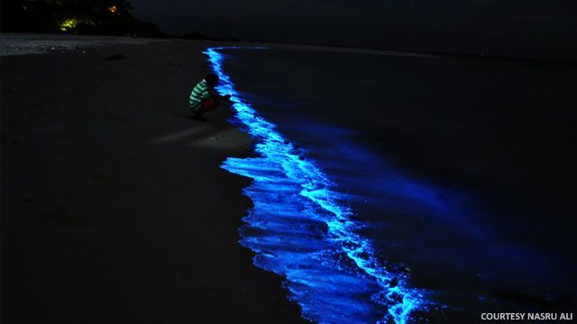 Maldives Beach Bioluminescence Google Search The Maldives Beach Bioluminescence Google Search