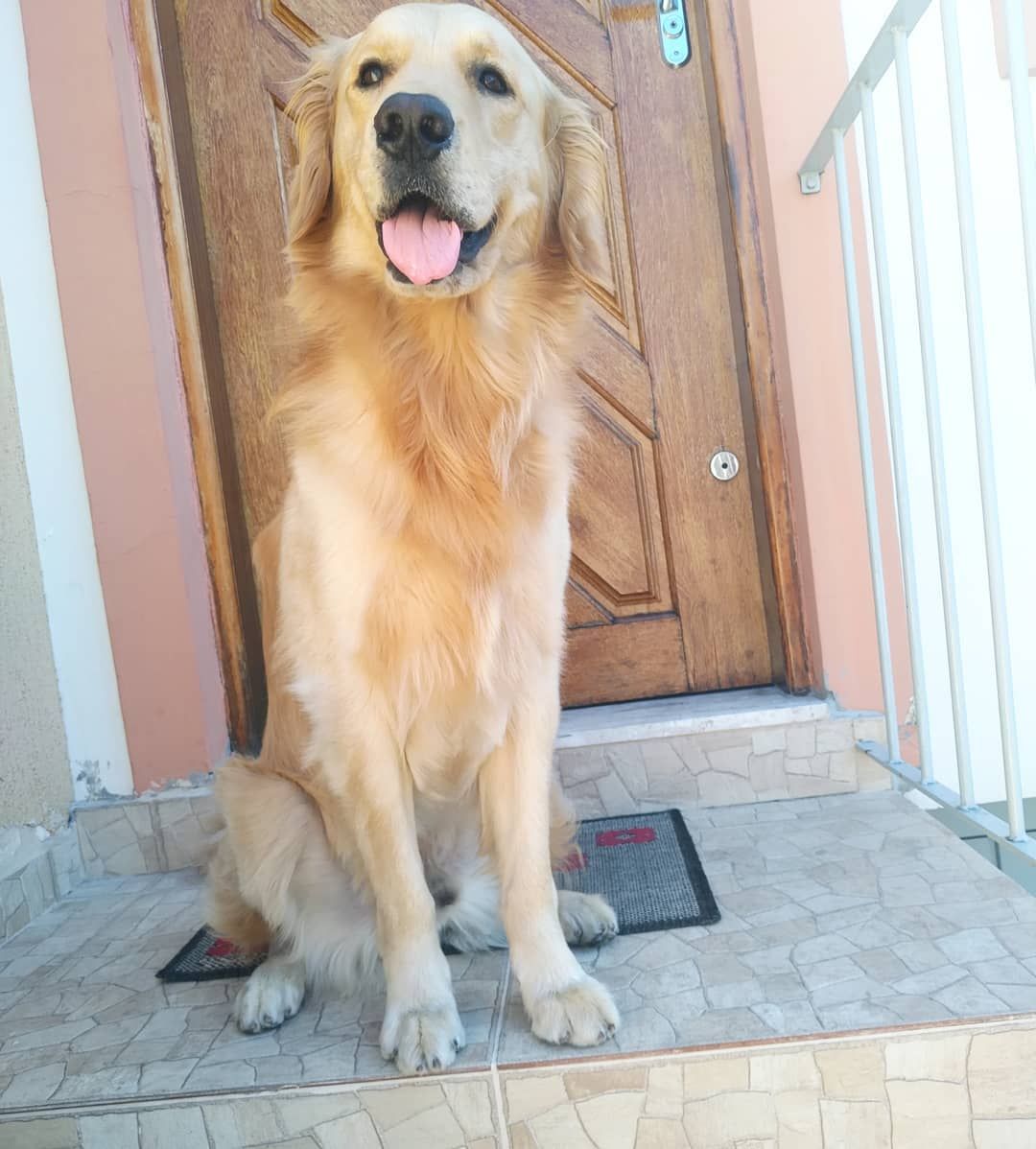 Seeextoooou Aumigos Goldenretrieverpuppy Goldenretrievers Instaretriever Instagolden Instagram Ins Golden Retriever Canine Allergies Canine Cancer