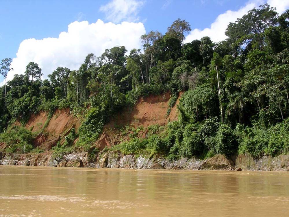 The Amazon Rainforest Amazon Rainforest Rainforest