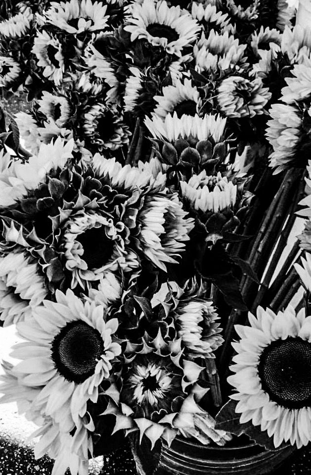Black And White Floral Wallpaper B& sunflower wallpaper in black and white | b&w | uploaded by @cozychloe