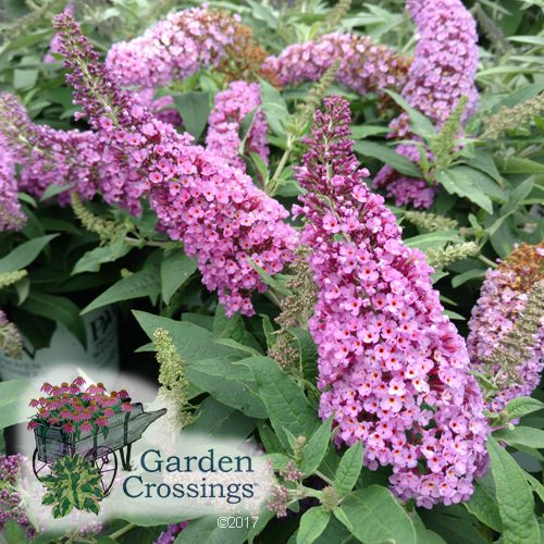 Pugster Pink Buddleia Our Videos Butterfly Bush Dwarf