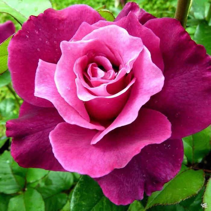 Intrigue Floribunda Rose Beautiful Rose Flowers, Amazing Flowers, Plum Purple, Purple Flowers, Floribunda Roses, Wallpaper Nature Flowers, Rose Trees, Hybrid Tea Roses, Planting Roses