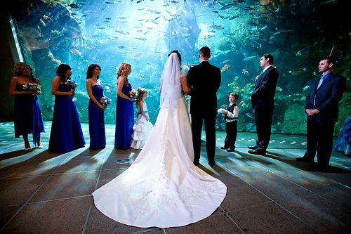 Seattle Aquarium Georgia Aquariums And Seattle Aquarium Wedding Venue My Dreammmmmmmmmmmmmmmmmmmmmmmmmmmmmmmmmmmmmmmmmmmmmmmmmmmmmmmmmmmm