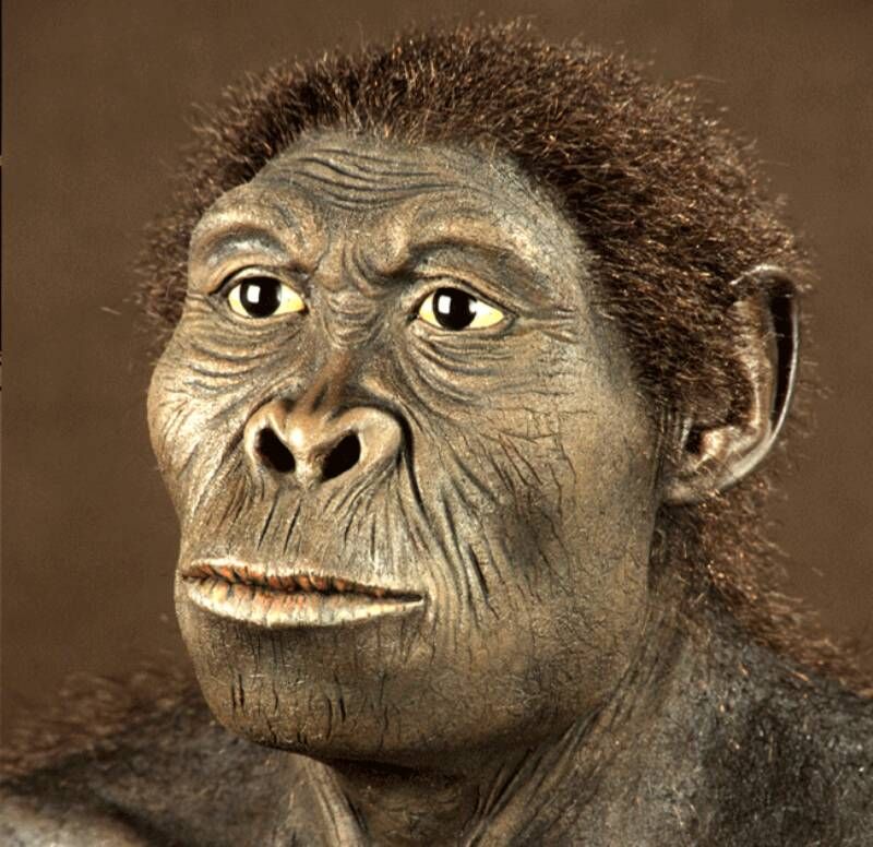 Търси се майка за неандерталче | Evolução humana, Evolução, Primatas
