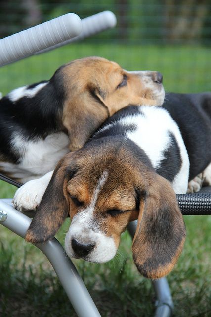 Friendship Explored Beagle Puppy Beagle Cute Beagles
