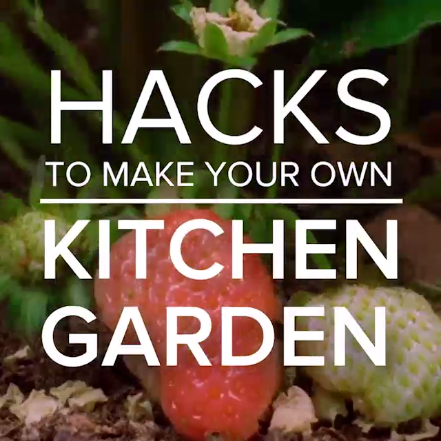 Hacks To Make Your Own Kitchen Garden Backyardgardentips