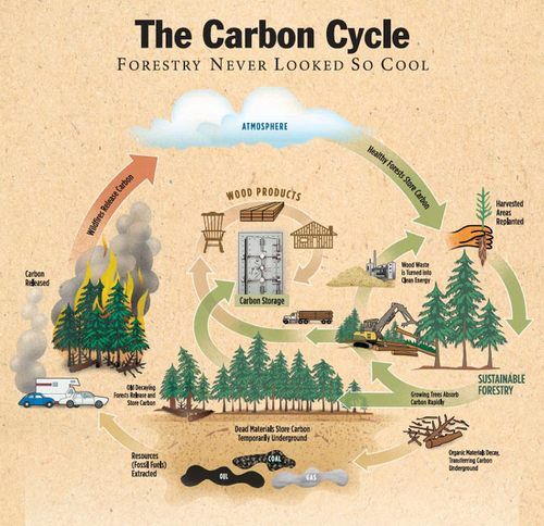 The Carbon Cycle Diagram Environmental Education, Environmental Science, Environmental Impact, Science Fair, Life Science, Forensic Science, Carbon Sink, Education Positive, Higher Education