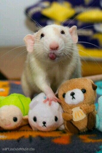 cute rat with tongue