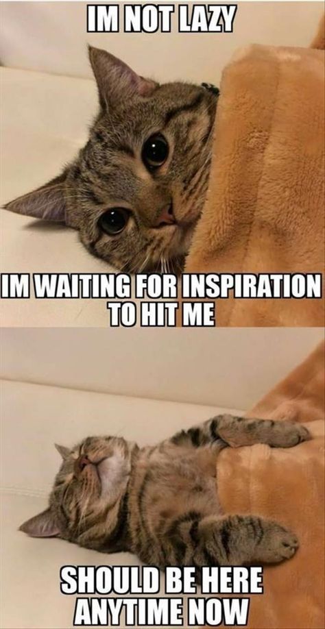 It's Caturday! Time For Your Daily Treat Of Cat Memes