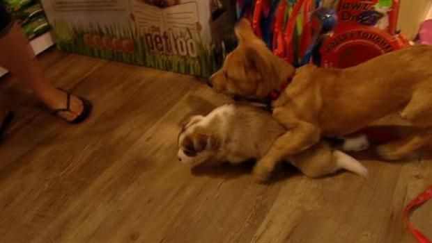 N S Shelter Overwhelmed By Offers To Adopt Rescued N L Pups