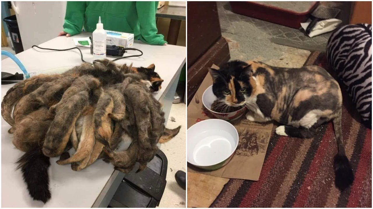 Strange Cat s Fur Rescued Before Her Bad End Cat Fur Cat Stories Cats strange-cat-s-fur-rescued-before-her-bad-end-cat-fur-cat-stories-cats
