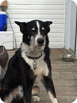 Calgary Ab Bearded Collie Meet Jiggs A Dog For Adoption Http