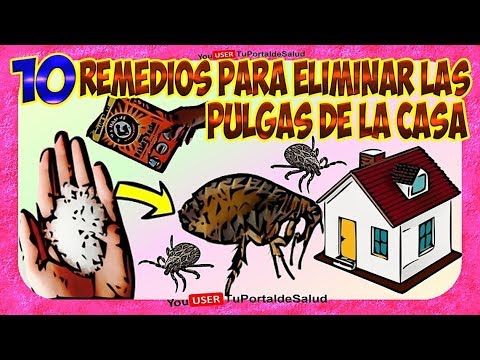 Cómo eliminar las pulgas en casa y evitar su reaparición